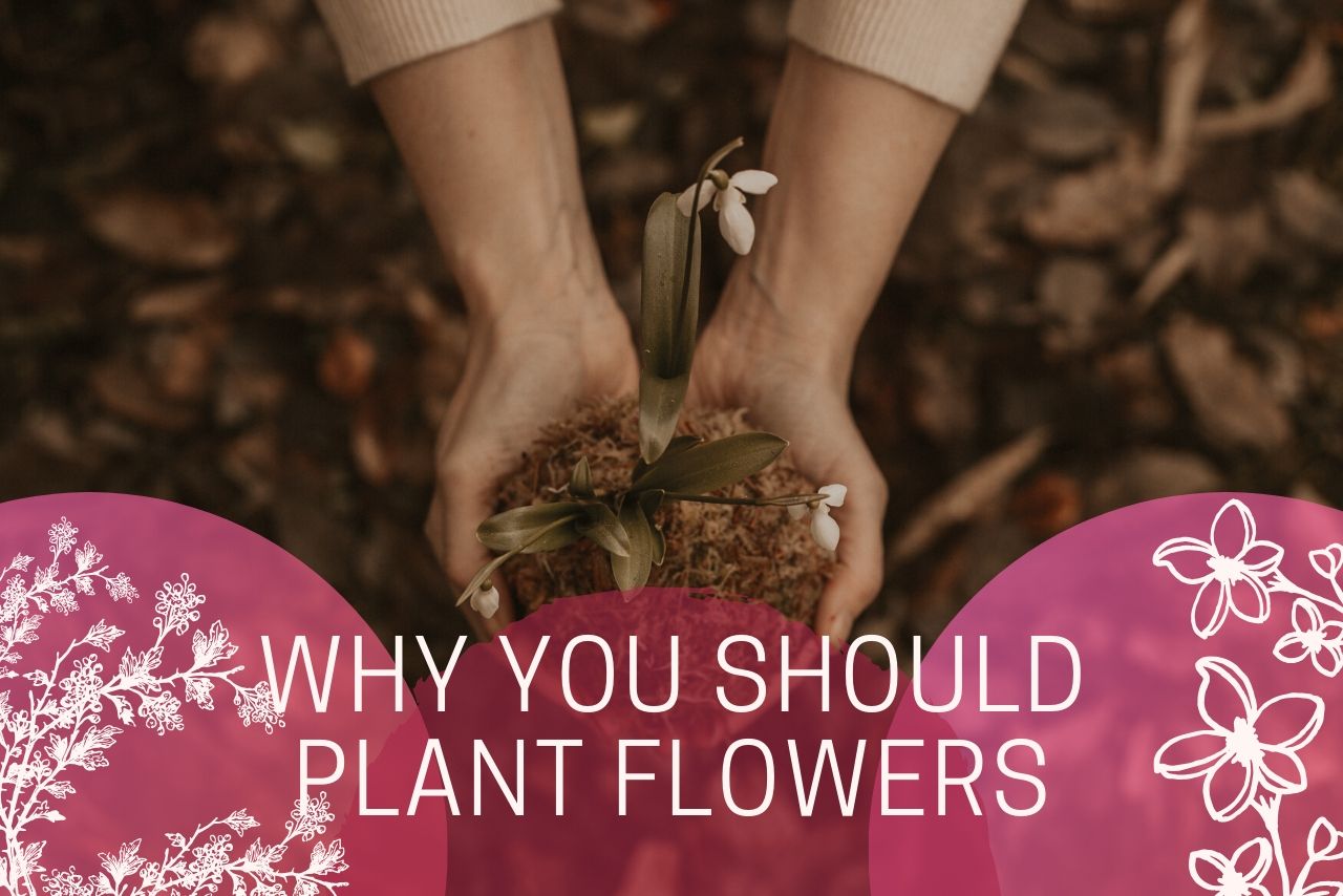 Reasons Why You Should Plant Flowers California Real Estate