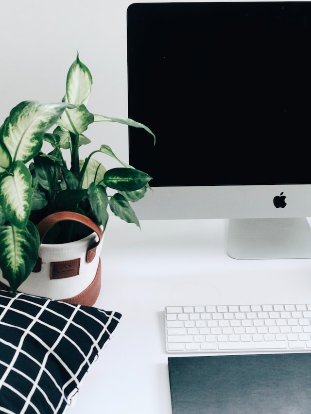 The Benefits Of Having Office Plants In The Workplace